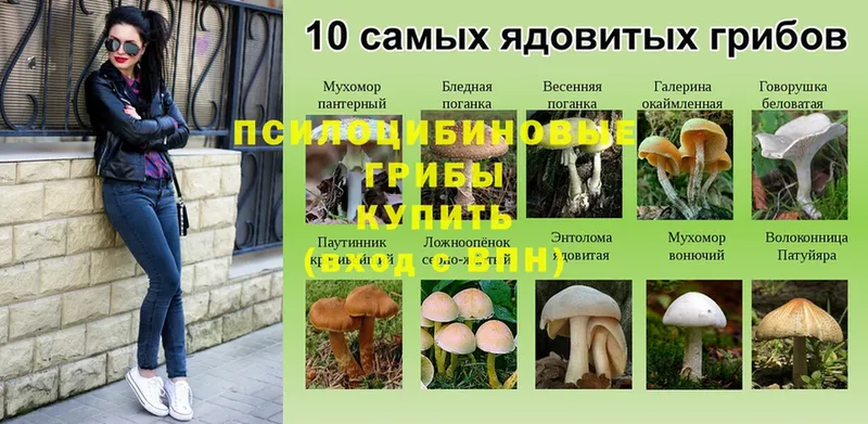 купить закладку  Бежецк  Псилоцибиновые грибы Cubensis 